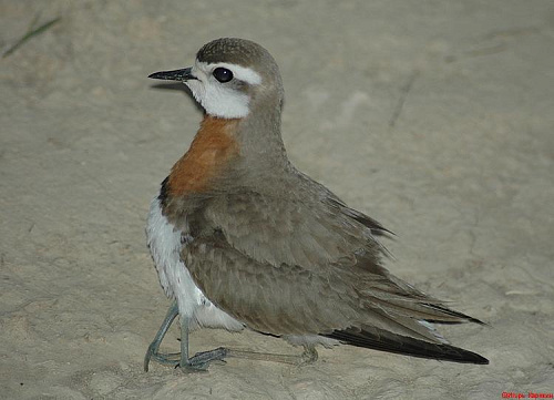 ���������� ���